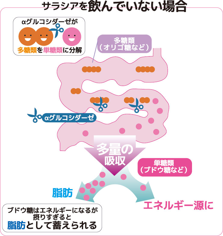 サラシア配合ボスリンサラシアが食後血糖値の上昇を抑えます