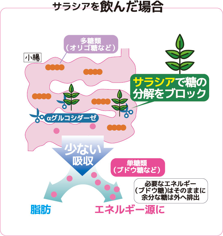 サラシア配合ボスリンサラシアが食後血糖値の上昇を抑えます